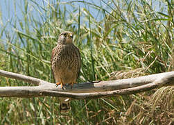 Common Kestrel