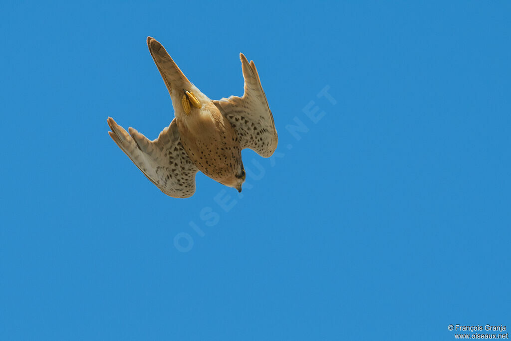 Common Kestrel