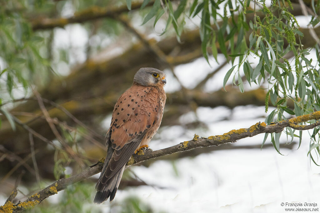 Common Kestrel