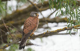 Common Kestrel