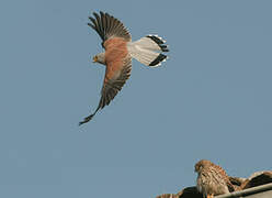 Lesser Kestrel