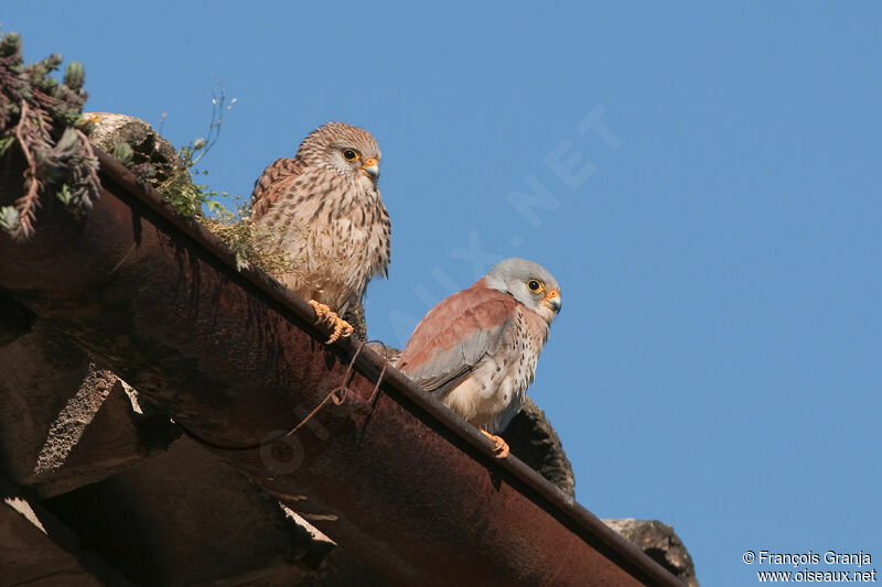 Lesser Kestrel adult