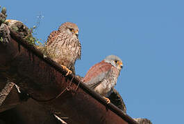 Lesser Kestrel