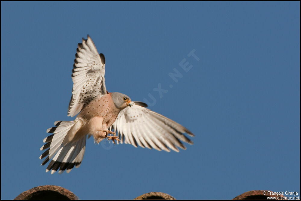 Lesser Kestrel male adult, Flight