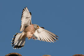 Lesser Kestrel