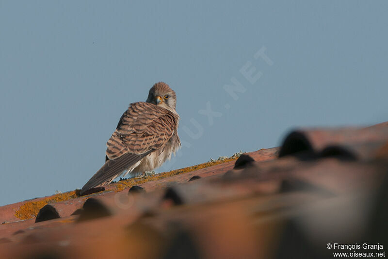 Lesser Kestrel female adult