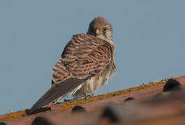 Lesser Kestrel