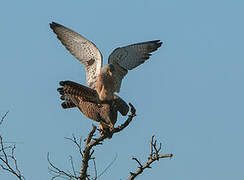 Lesser Kestrel