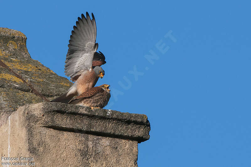 Lesser Kestreladult breeding