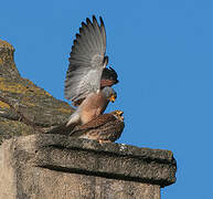 Lesser Kestrel