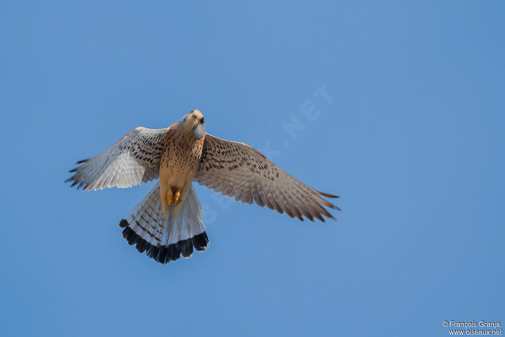 Lesser Kestrel male