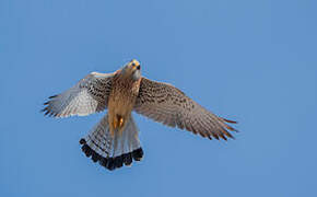 Lesser Kestrel