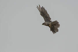 Gyrfalcon