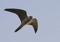 Eurasian Hobby