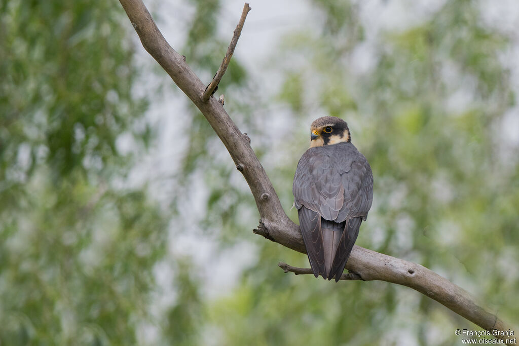 Eurasian Hobby