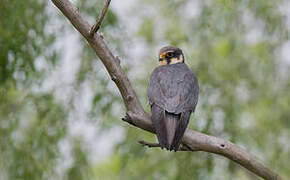 Eurasian Hobby