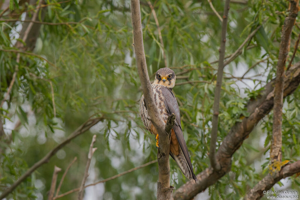 Eurasian Hobby