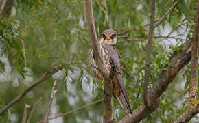 Eurasian Hobby