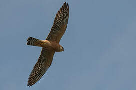 Red-footed Falcon