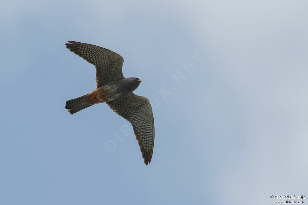 Red-footed Falcon male