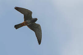 Red-footed Falcon