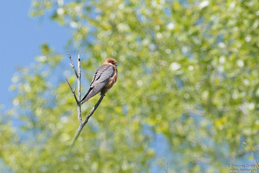 Red-footed Falcon