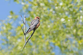 Red-footed Falcon