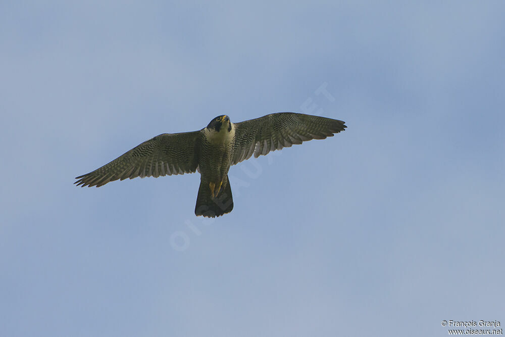 Peregrine Falconadult