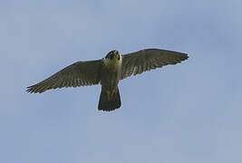 Peregrine Falcon