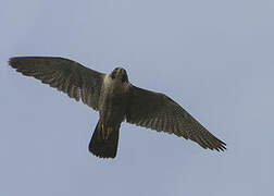 Peregrine Falcon