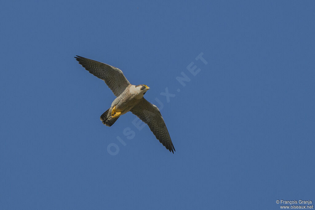 Peregrine Falcon