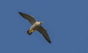 Peregrine Falcon