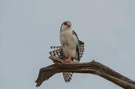 Pygmy Falcon