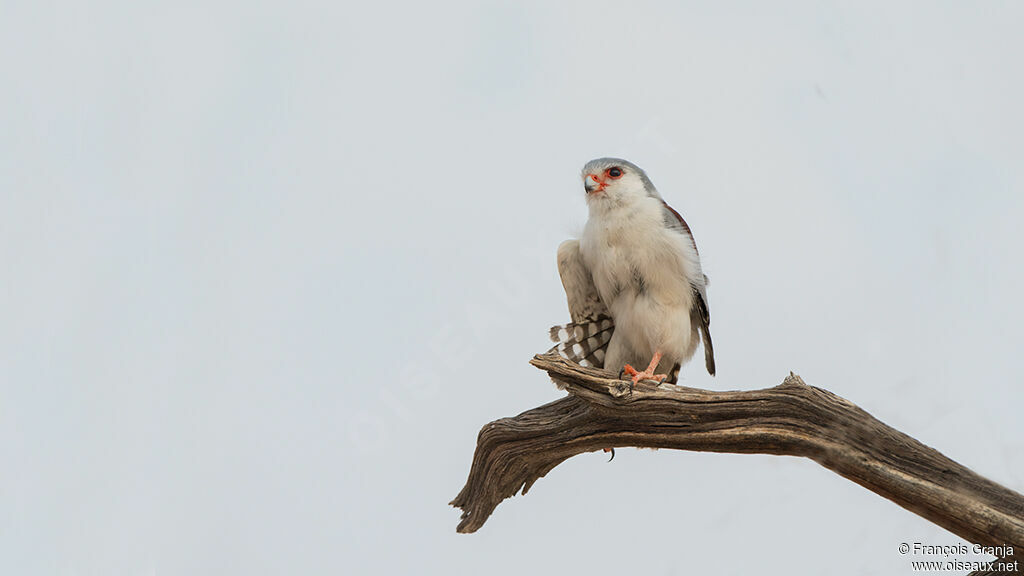 Fauconnet d'Afrique