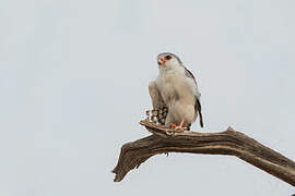 Pygmy Falcon