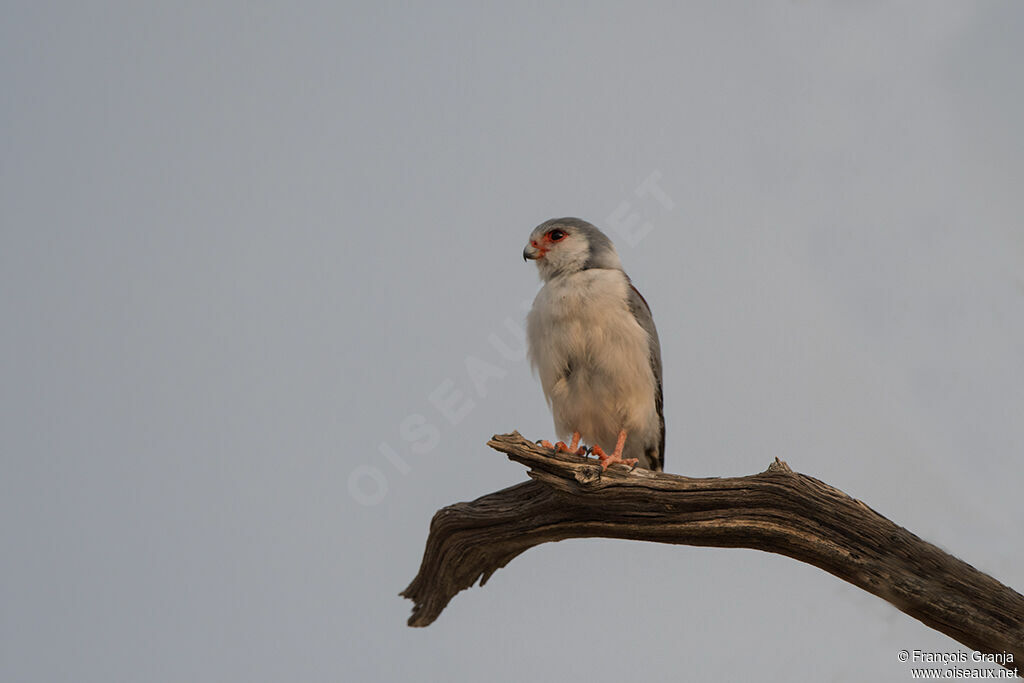 Pygmy Falcon