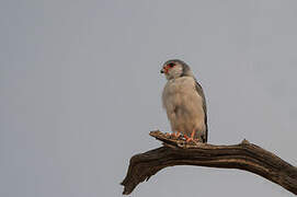 Pygmy Falcon