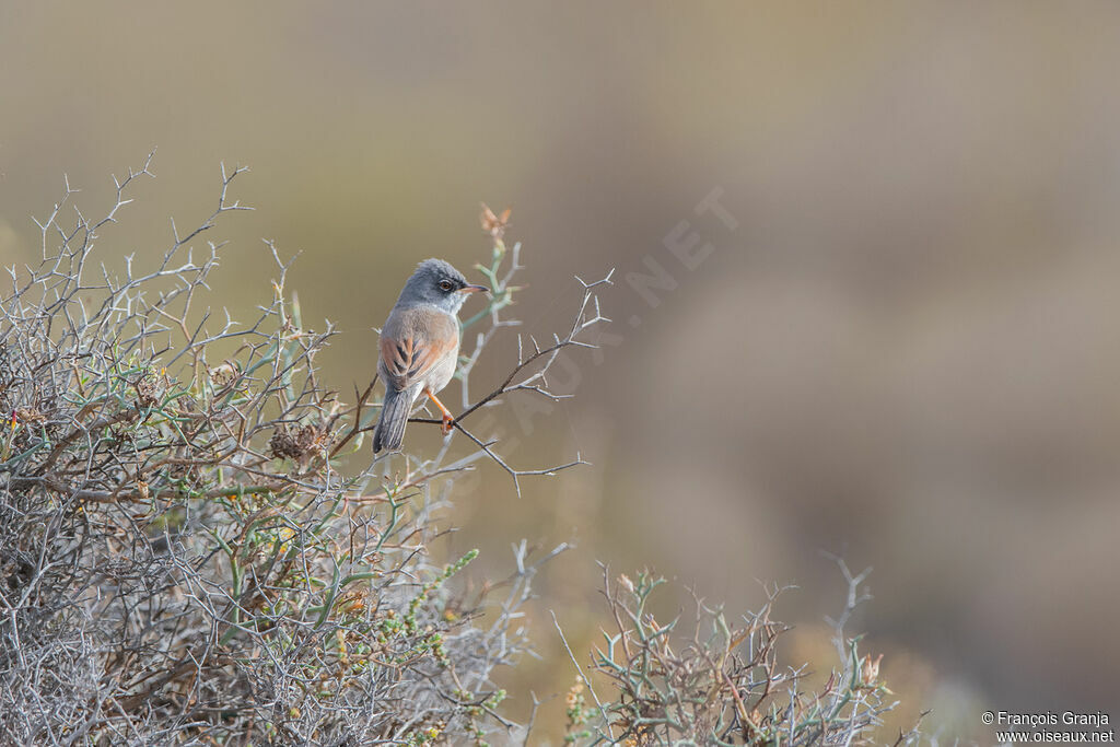 Spectacled Warbler