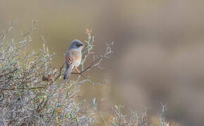 Spectacled Warbler