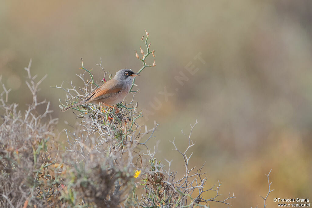 Spectacled Warbler