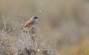 Spectacled Warbler