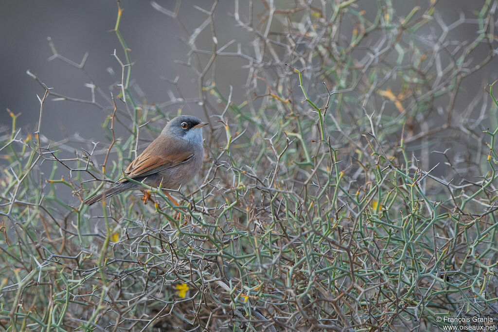 Spectacled Warbler