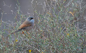 Spectacled Warbler