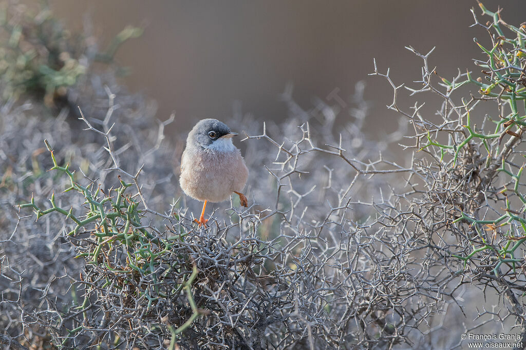 Spectacled Warbler