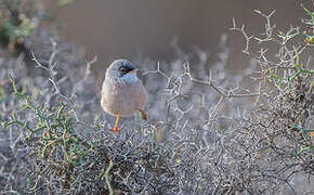 Spectacled Warbler