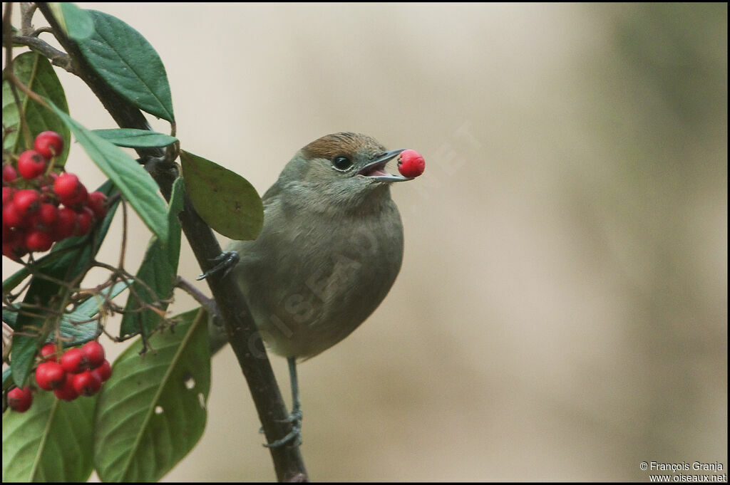 Eurasian Blackcap female adult