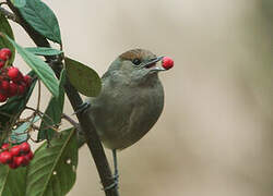 Eurasian Blackcap