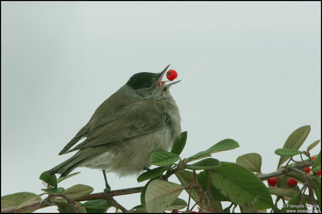 Eurasian Blackcap male adult