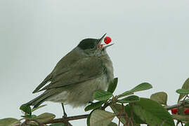 Eurasian Blackcap