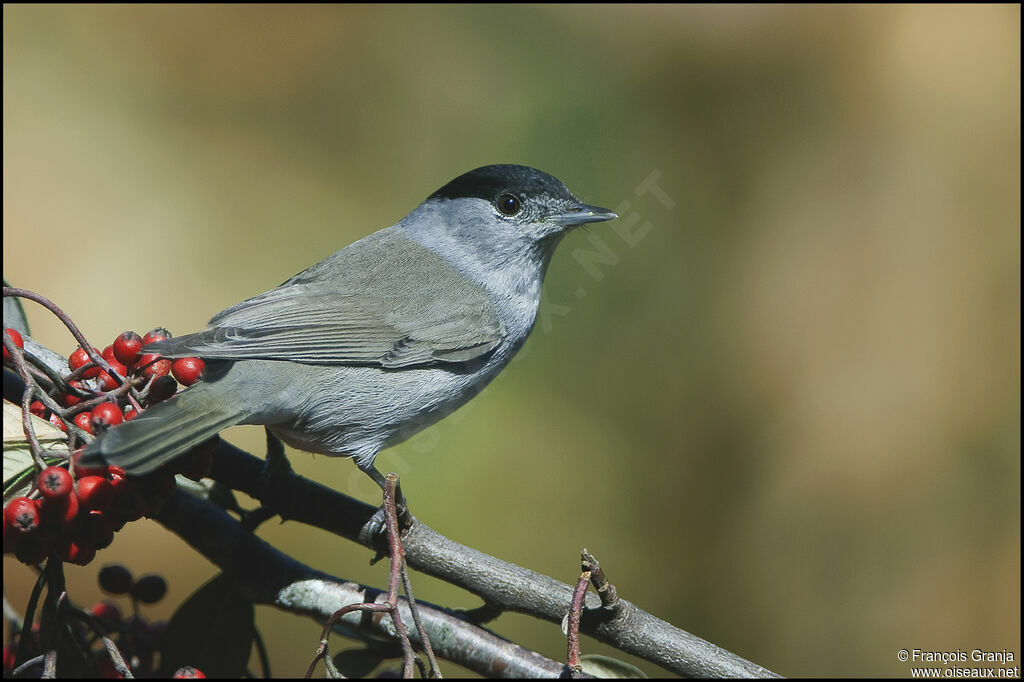 Eurasian Blackcap male adult